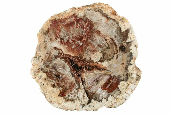 Colorful, Petrified Wood (Araucaria) Round - Madagascar #304816